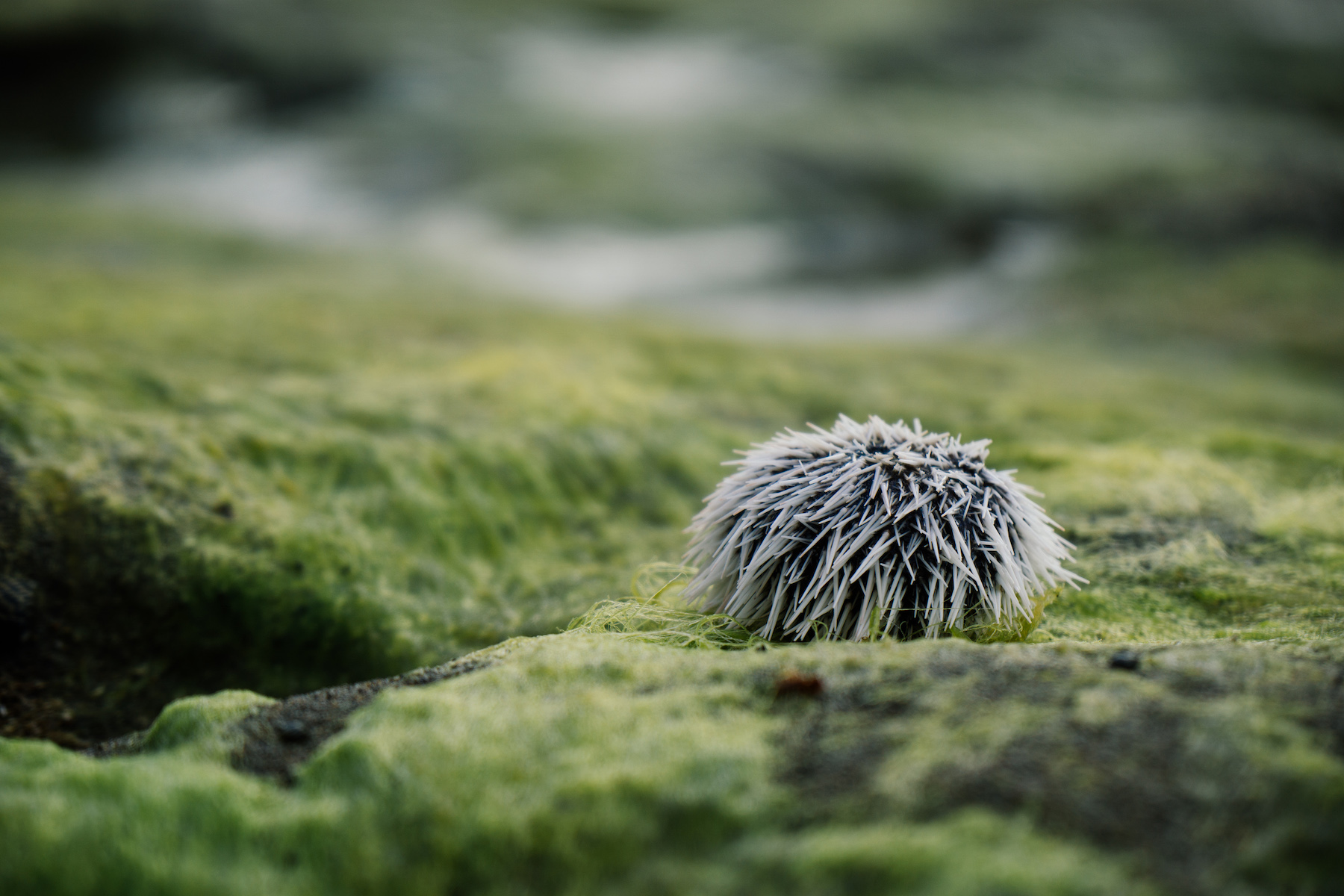 A white sea urchin，or west Indian sea egg.